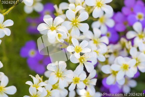 Image of Background of purple and white flowers