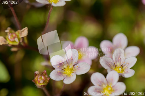 Image of Background of pink flowers