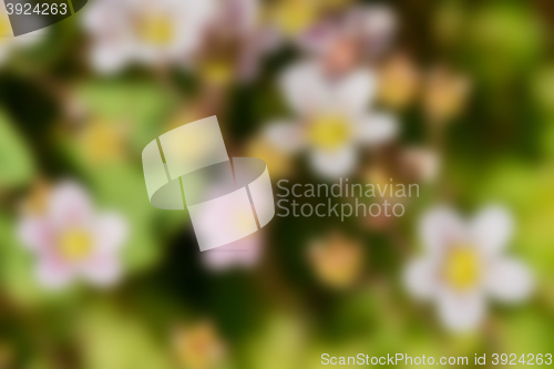 Image of Blurred background of flowers