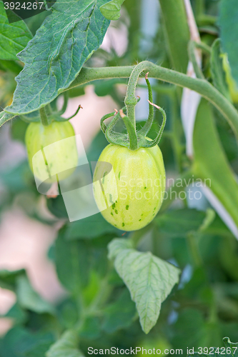 Image of Small tomatoes growing