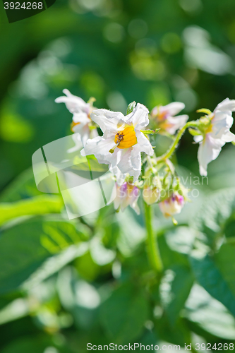 Image of Flowering potatoes in the kitchen garden