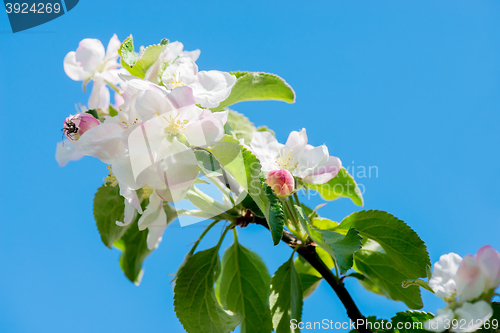 Image of Apple tree blossom, macro