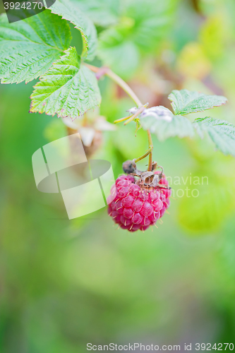 Image of Raspberry bush with green berries