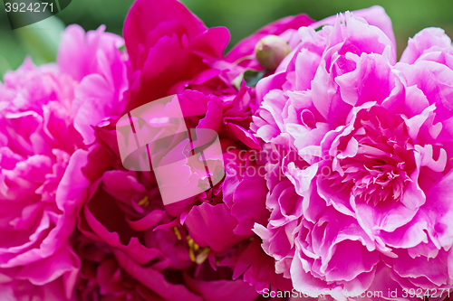 Image of Macro shot of pink peony flowers