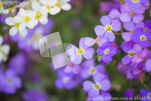 Image of Backdrop of purple and white flowers