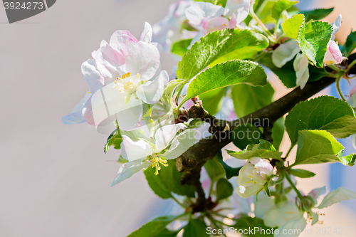 Image of Blossom of apple tree, macro
