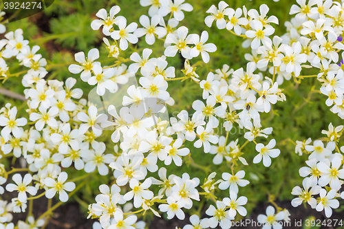 Image of Background of flowers