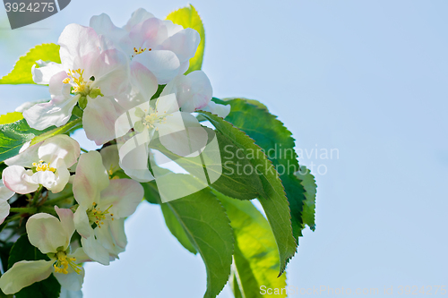 Image of Blossom of apple tree, macro