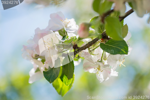 Image of Blossom of apple tree, macro