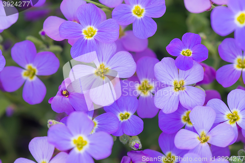 Image of Background of purple flowers