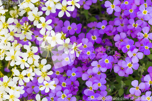 Image of Background of flowers
