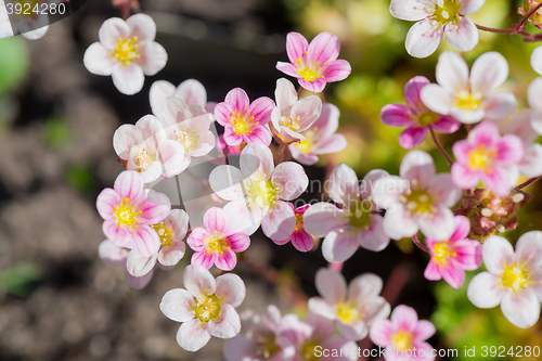 Image of Background of pink flowers