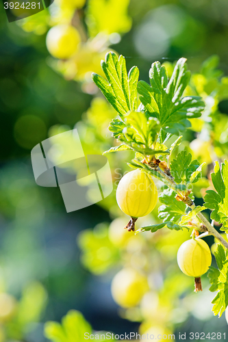 Image of Gooseberry bush with green berries