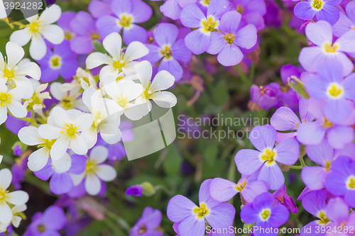 Image of Background of white and purple flowers