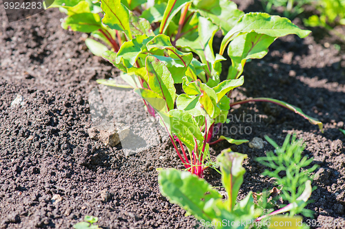 Image of Young beet grows on a bed