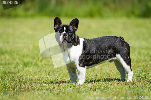 Image of French bulldog on green grass