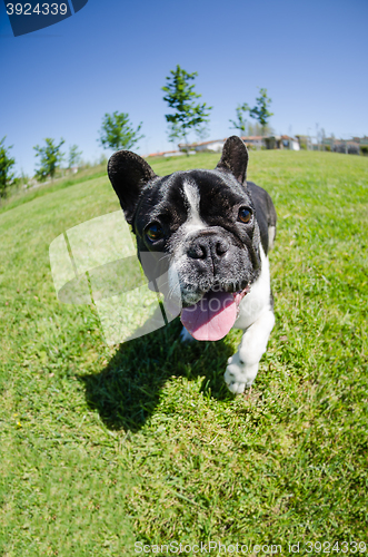 Image of French bulldog on green grass
