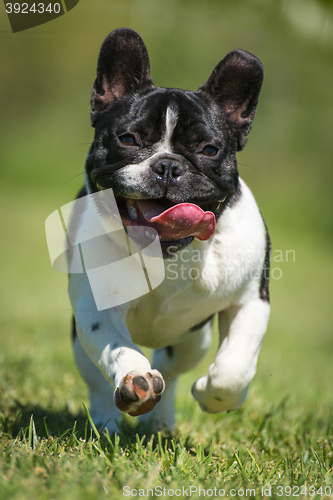 Image of French bulldog on green grass