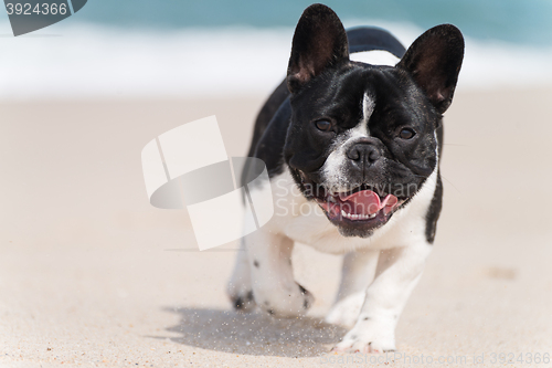 Image of French bulldog on the beach