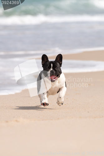 Image of French bulldog on the beach