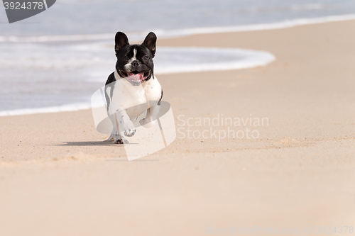 Image of French bulldog on the beach