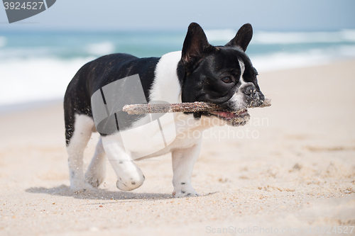 Image of French bulldog on the beach