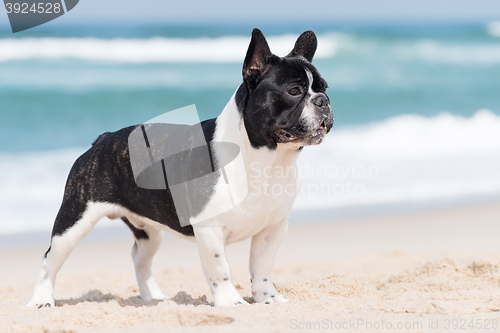 Image of French bulldog on the beach