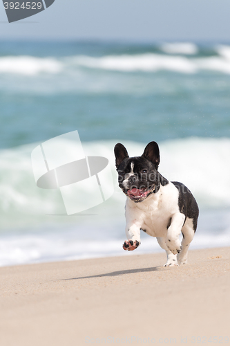 Image of French bulldog on the beach