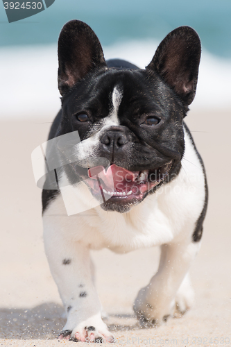 Image of French bulldog on the beach
