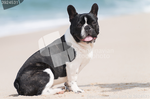 Image of French bulldog on the beach