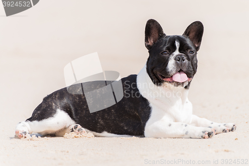 Image of French bulldog on the beach