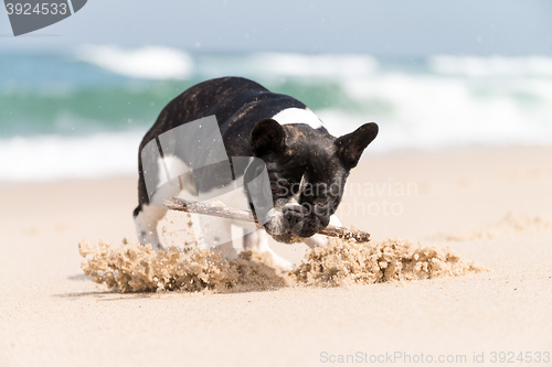 Image of French bulldog on the beach