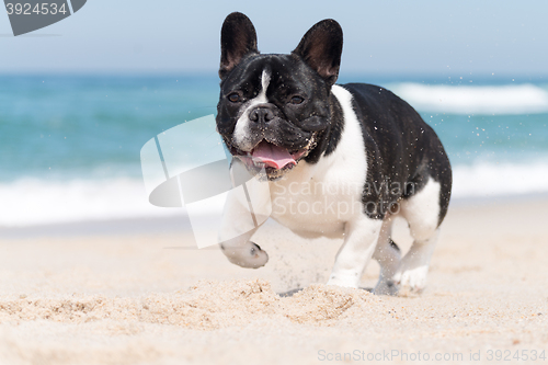 Image of French bulldog on the beach