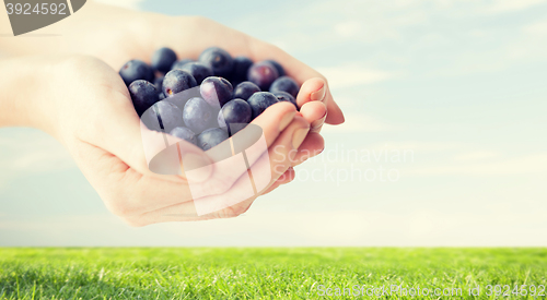 Image of close up of woman hands holding blueberries