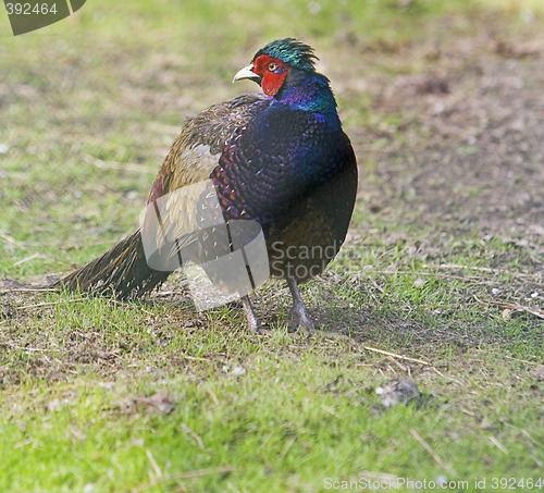 Image of Pheasant