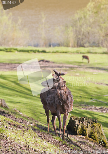 Image of Brood buck