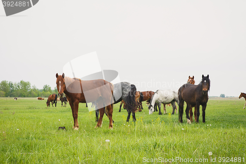 Image of horses in the meadow