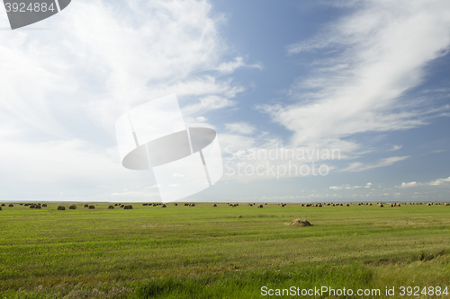 Image of stack of hay lying in a field