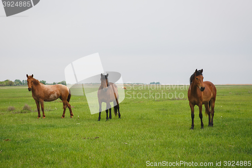 Image of horses grazing in a meadow