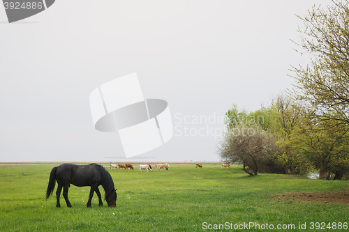 Image of horse grazing in the meadow