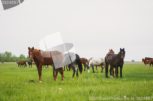 Image of horses in the meadow