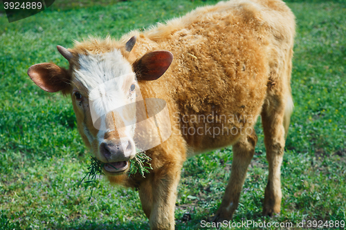 Image of brown cow standing in the grass