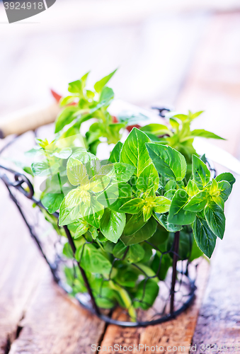 Image of aroma herb