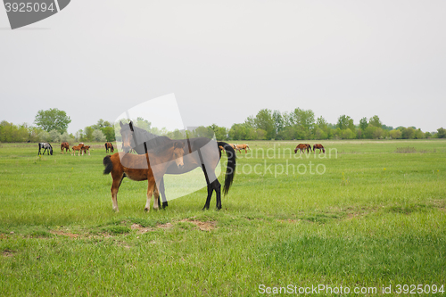 Image of horse with foal