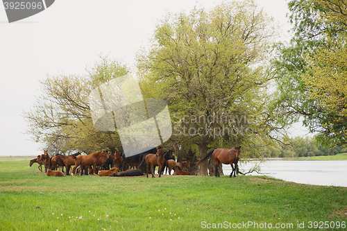 Image of horses resting under trees by the river