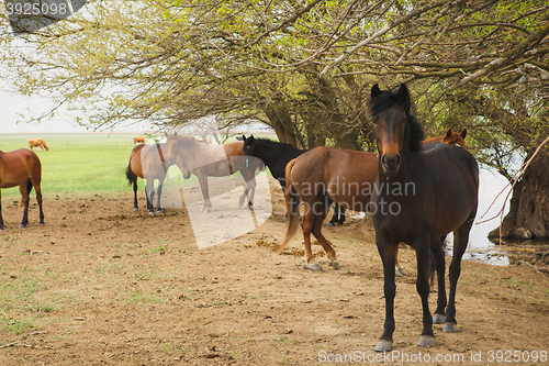 Image of horses resting under trees by the river