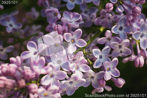 Image of Branch with spring lilac flowers