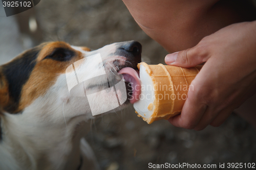 Image of dog eats ice cream with hands