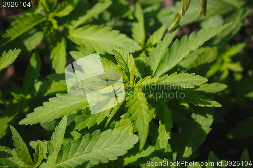 Image of young bushes of cannabis