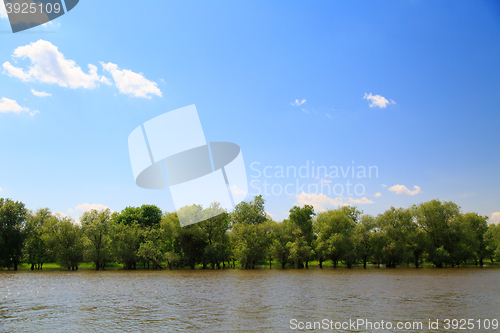 Image of trees on the river Bank